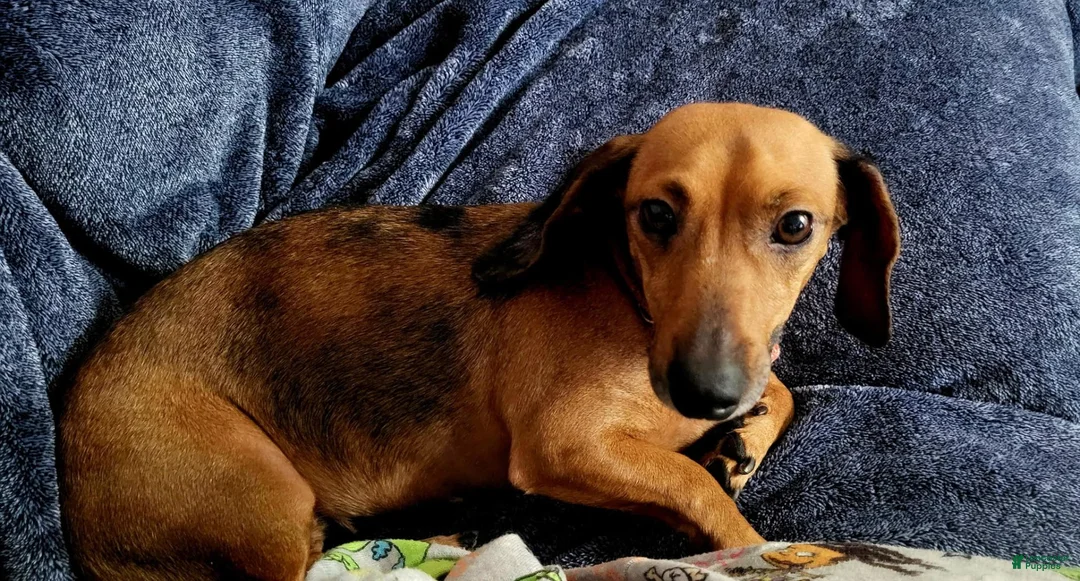 Miniature Dachshund dogs for sale: Miniature Dachshund 2 - Ad 4