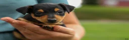 Miniature Pinscher dogs for sale: ALEX - Ad 13