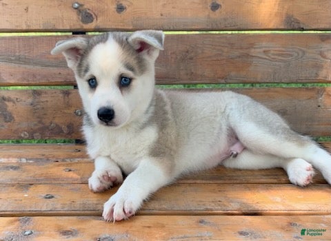 Alaskan Husky dogs Sabre - Ad 1