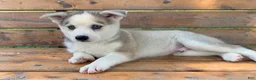 Alaskan Husky dogs for sale: Sabre - Ad 1