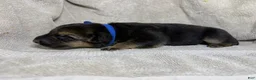 German Shepherd dogs for sale: Daisy - Ad 45