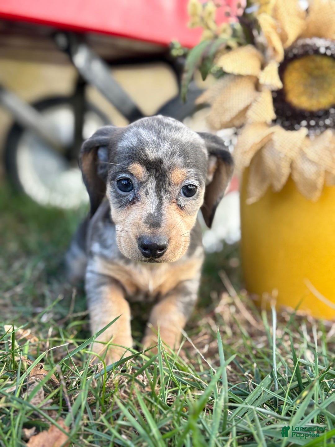Miniature Dachshund dogs for sale: Coco - Ad 3