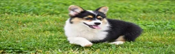 Welsh Corgi Pembroke dogs for sale: Jolene - Ad 2