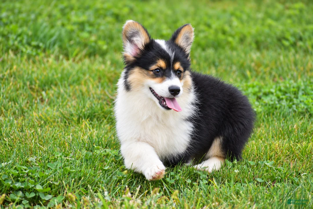 Welsh Corgi Pembroke dogs for sale: Jolene - Ad 2