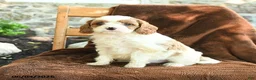 Cavapoo dogs for sale: Marty - Ad 3