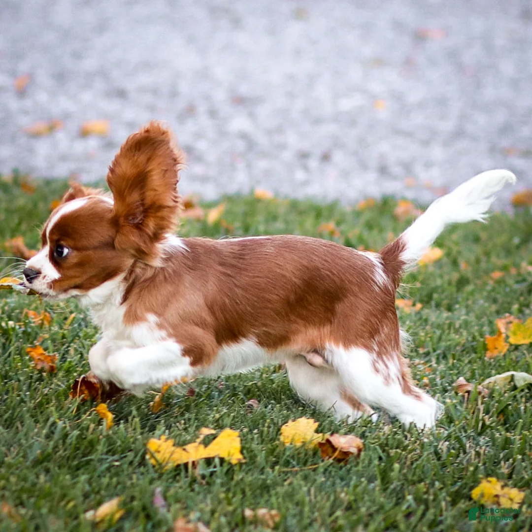 Cavalier King Charles Spaniel dogs for sale: Teddy - Ad 3