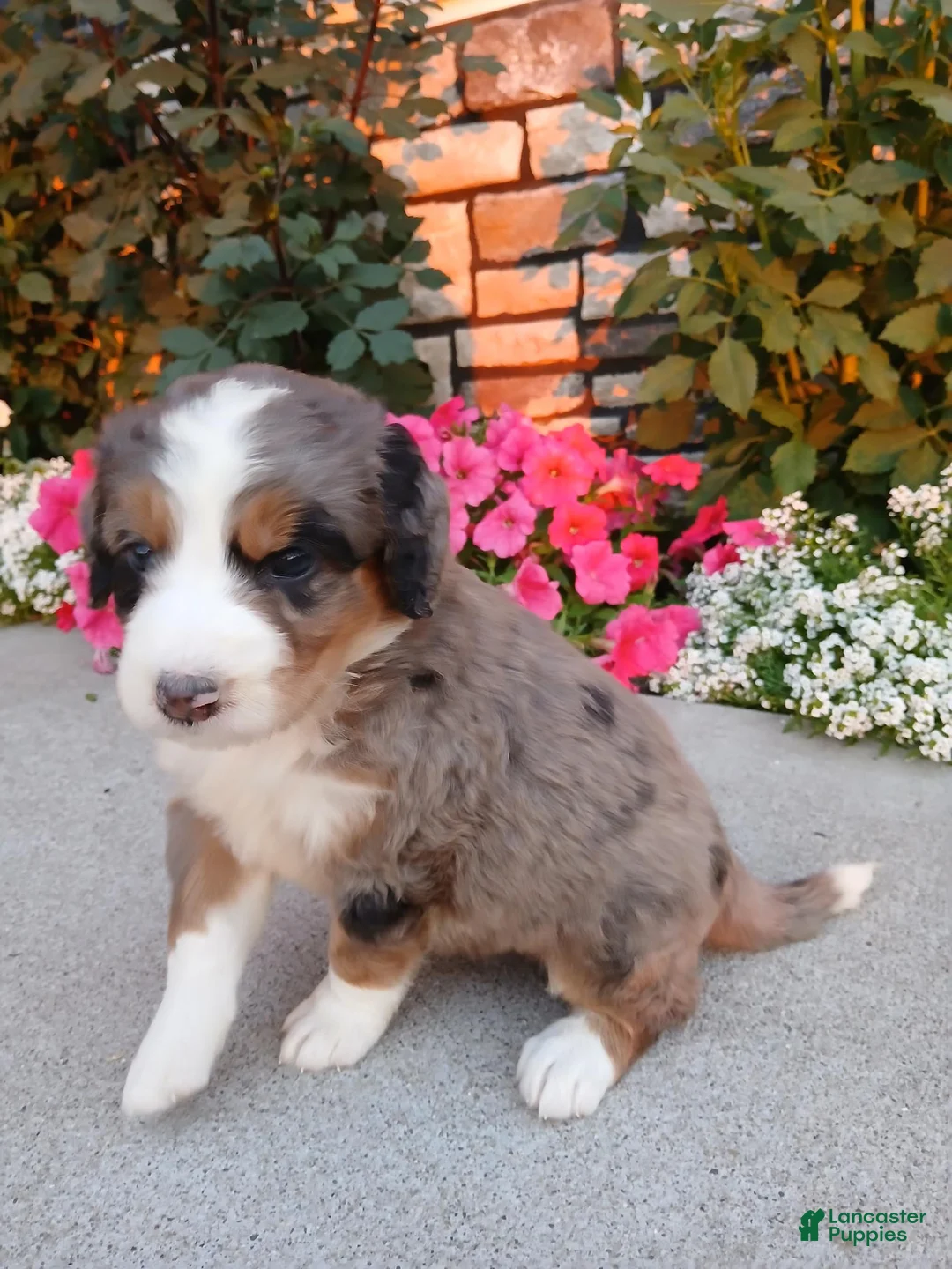 Bernedoodle dogs for sale: Lexy - Ad 1