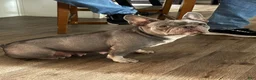 French Bulldog dogs for sale: Sammy - Ad 9