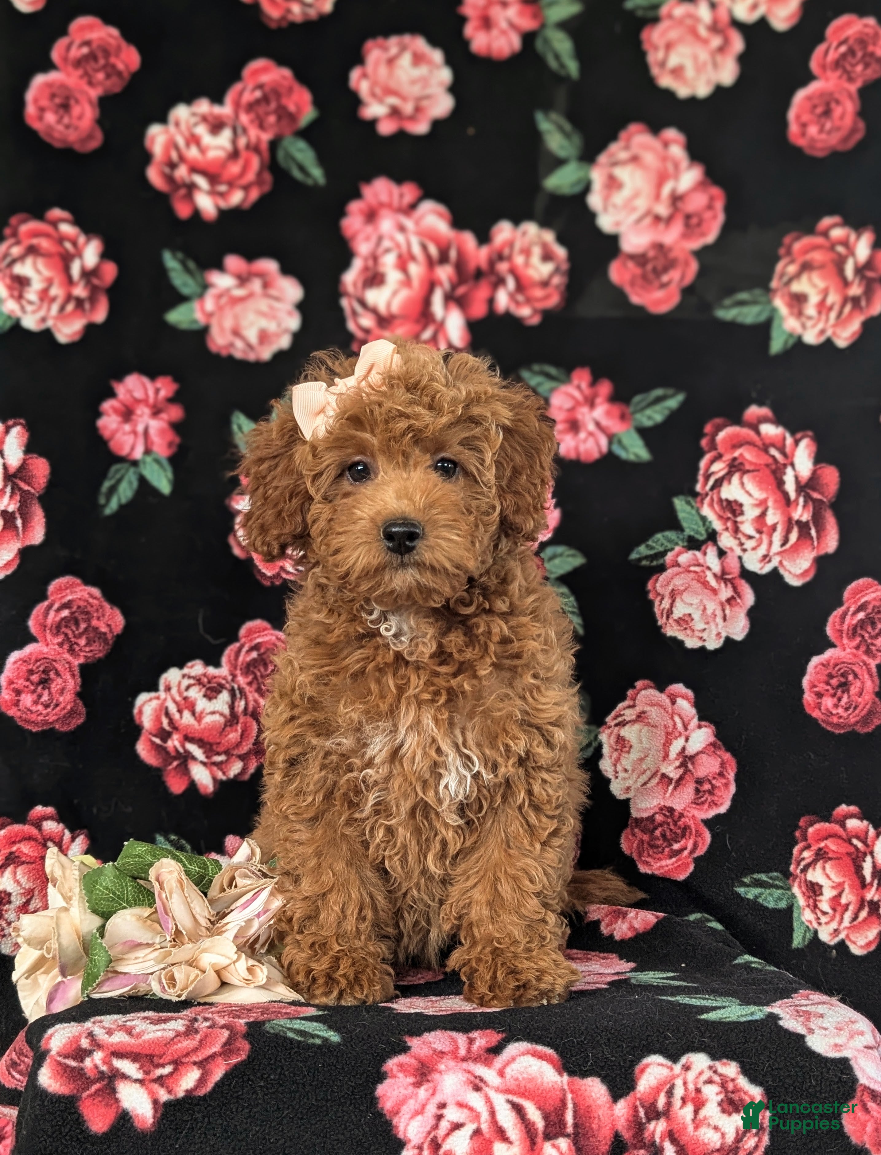 Cockapoo dogs Tania Hypoallergenic - Ad 2