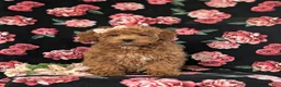 Cockapoo dogs for sale: Tania Hypoallergenic - Ad 2