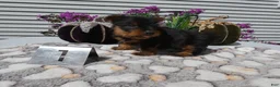 Yorkshire Terrier dogs for sale: Yorkshire Terrier 1 Marko - Ad 2