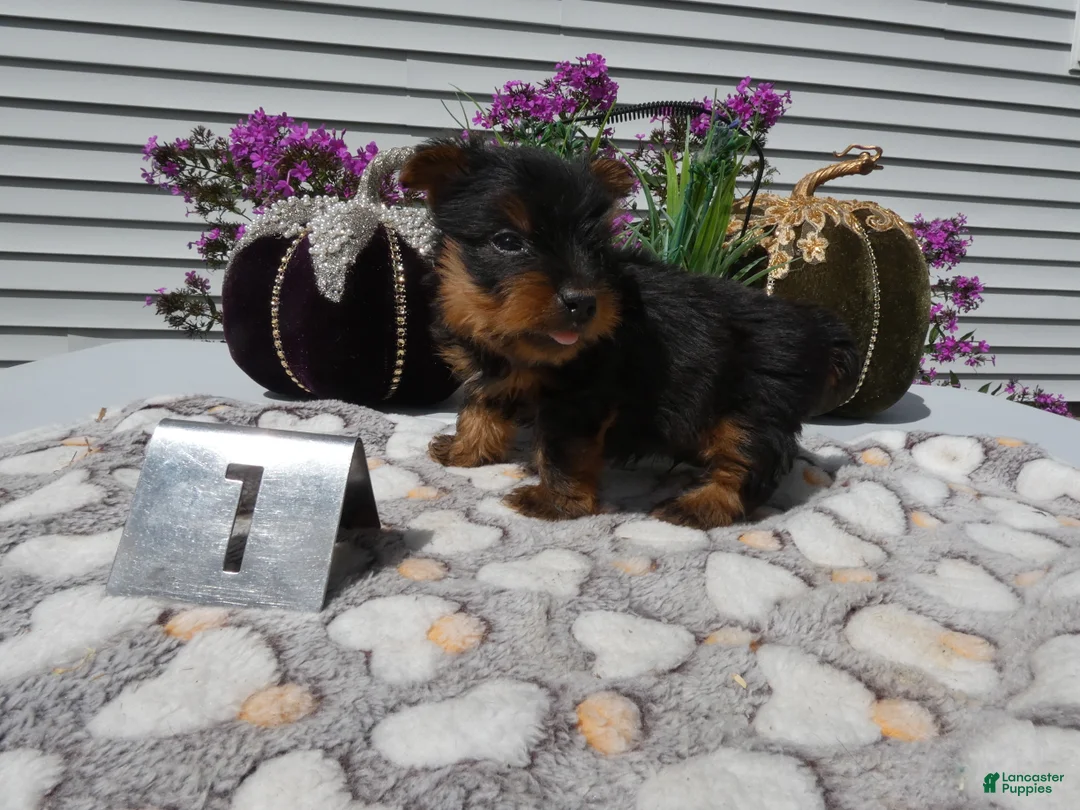 Yorkshire Terrier dogs for sale: Yorkshire Terrier 1 Marko - Ad 2