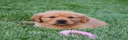 Golden Retriever dogs for sale: Aspy - Ad 4