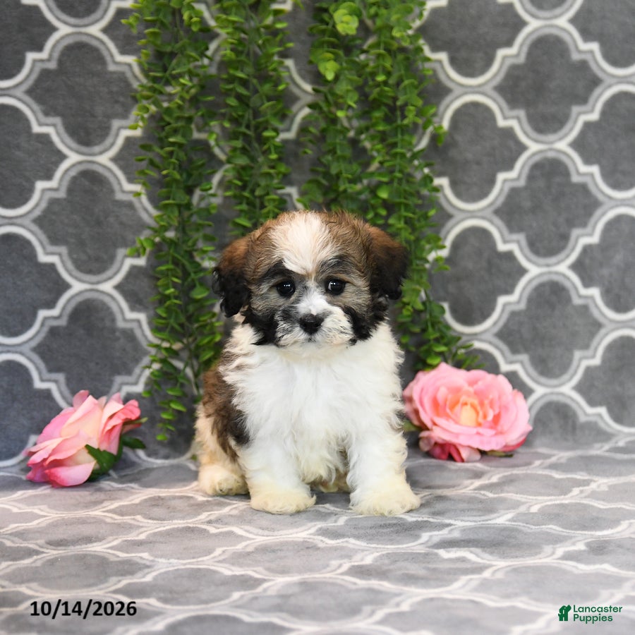 Mixed Breed dogs Dana - Ad 1
