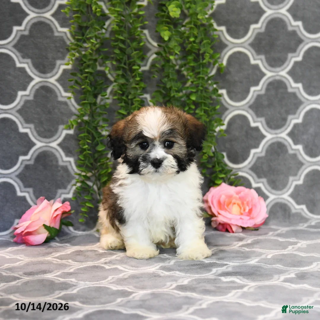 Mixed Breed dogs for sale: Dana - Ad 1
