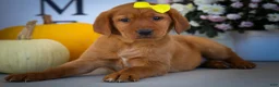 Labrador Retriever dogs for sale: NELLY - Ad 13