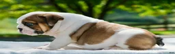 English Bulldog dogs for sale: George - Ad 3