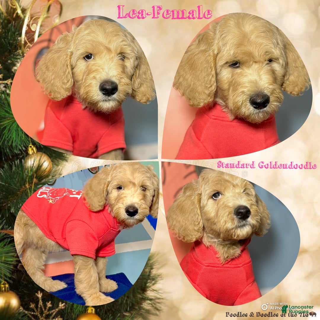 Goldendoodle dogs for sale: Lily - Ad 11