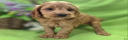 Cockapoo dogs for sale: Versace - Ad 10