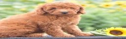 Miniature Poodle dogs for sale: Ruby - Ad 4
