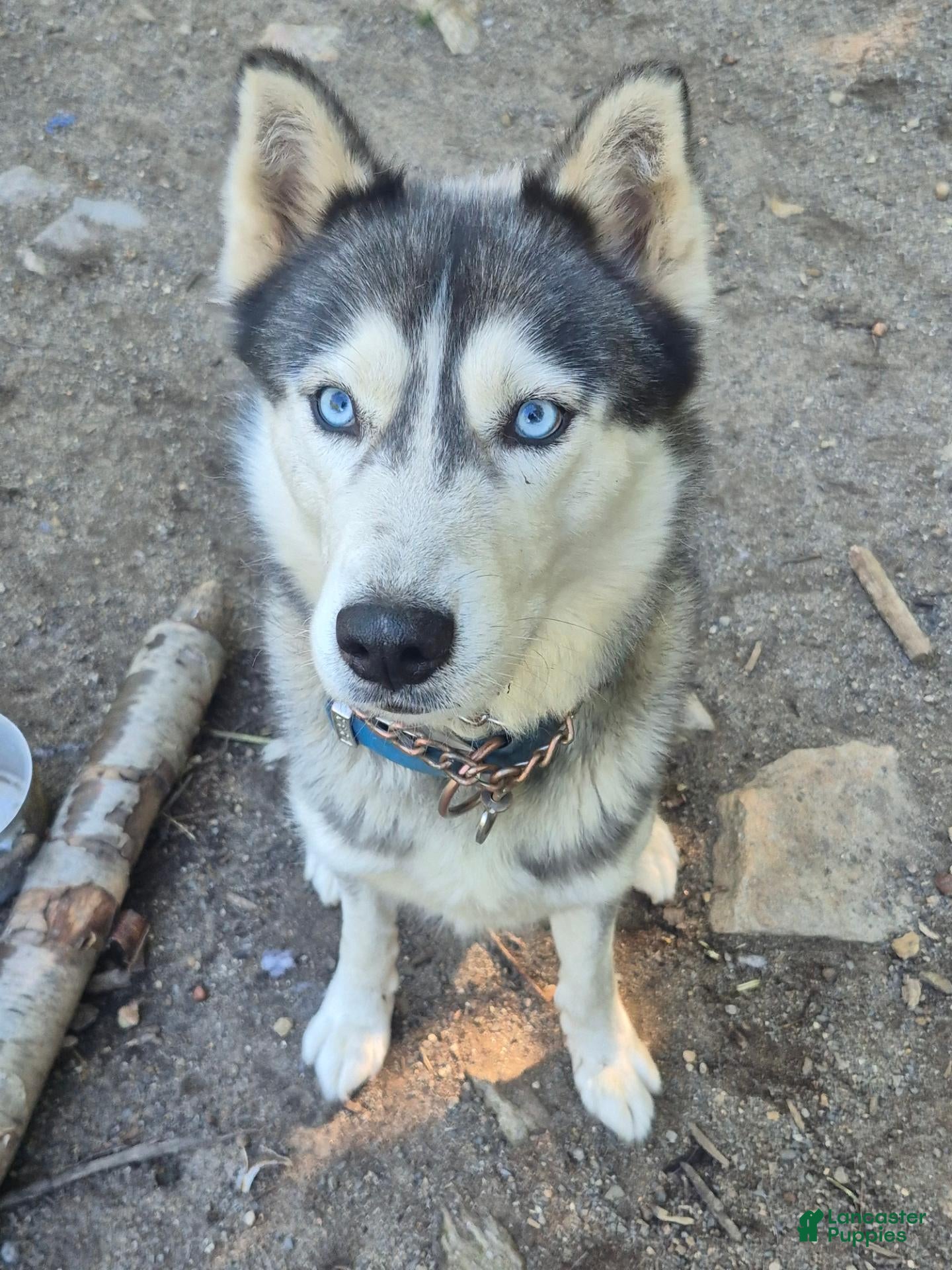 Siberian Husky dogs for stud: Keanu - Ad 2