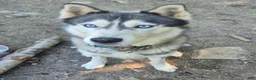 Siberian Husky dogs for stud: Keanu - Ad 1