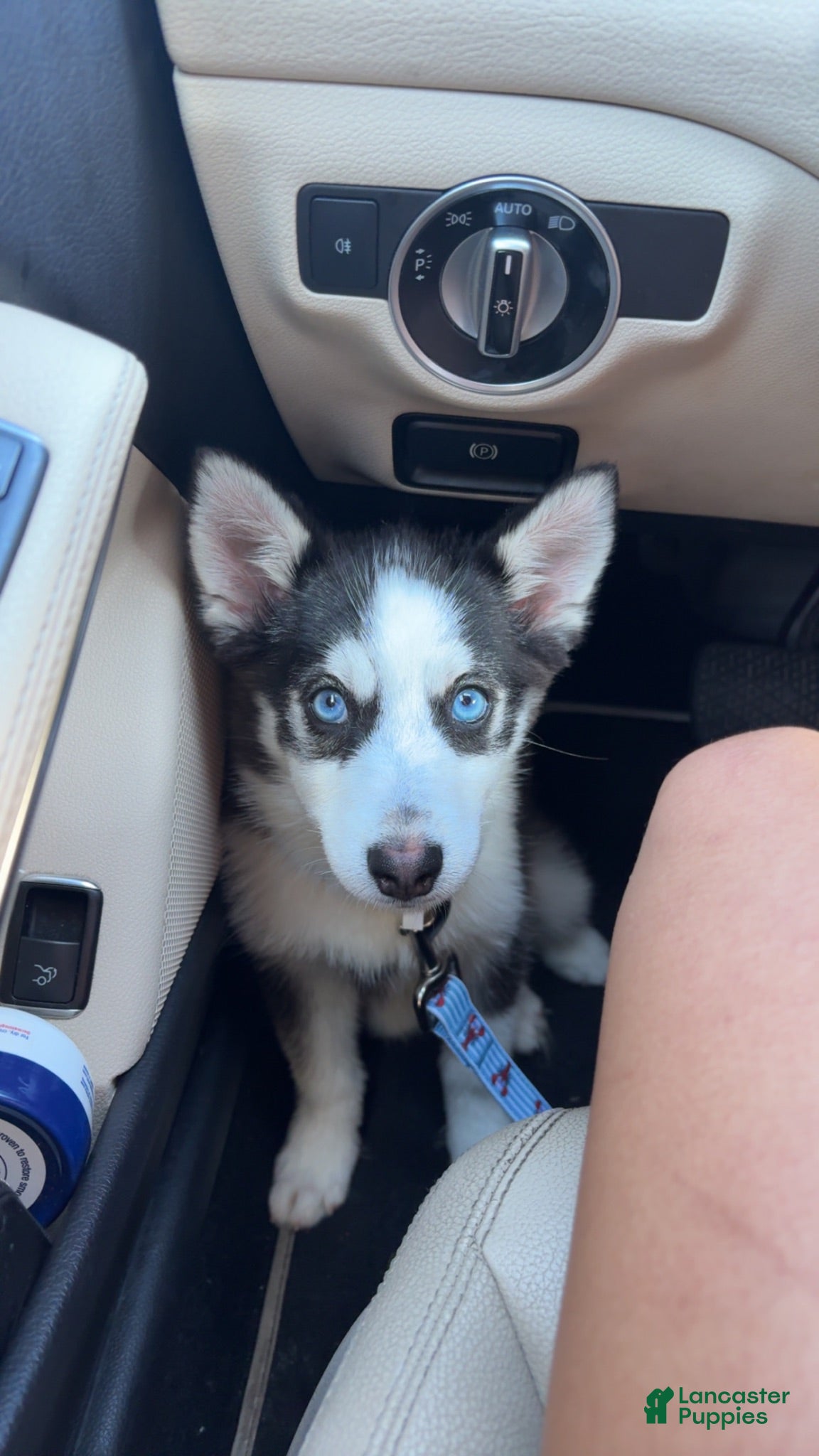 Pomsky dogs Ozzy - Ad 40