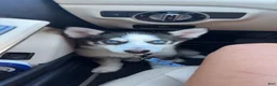 Pomsky dogs for sale: Ozzy - Ad 1