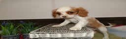 Cavalier King Charles Spaniel dogs for sale: Cavalier King Charles Spaniel Puppy 1 Mars - Ad 1