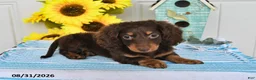 Miniature Dachshund dogs for sale: Dozer - Ad 4