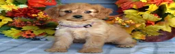 Cavapoo dogs for sale: Harper - Ad 8