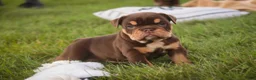 English Bulldog dogs for sale: Stella English Bulldog  - Ad 5