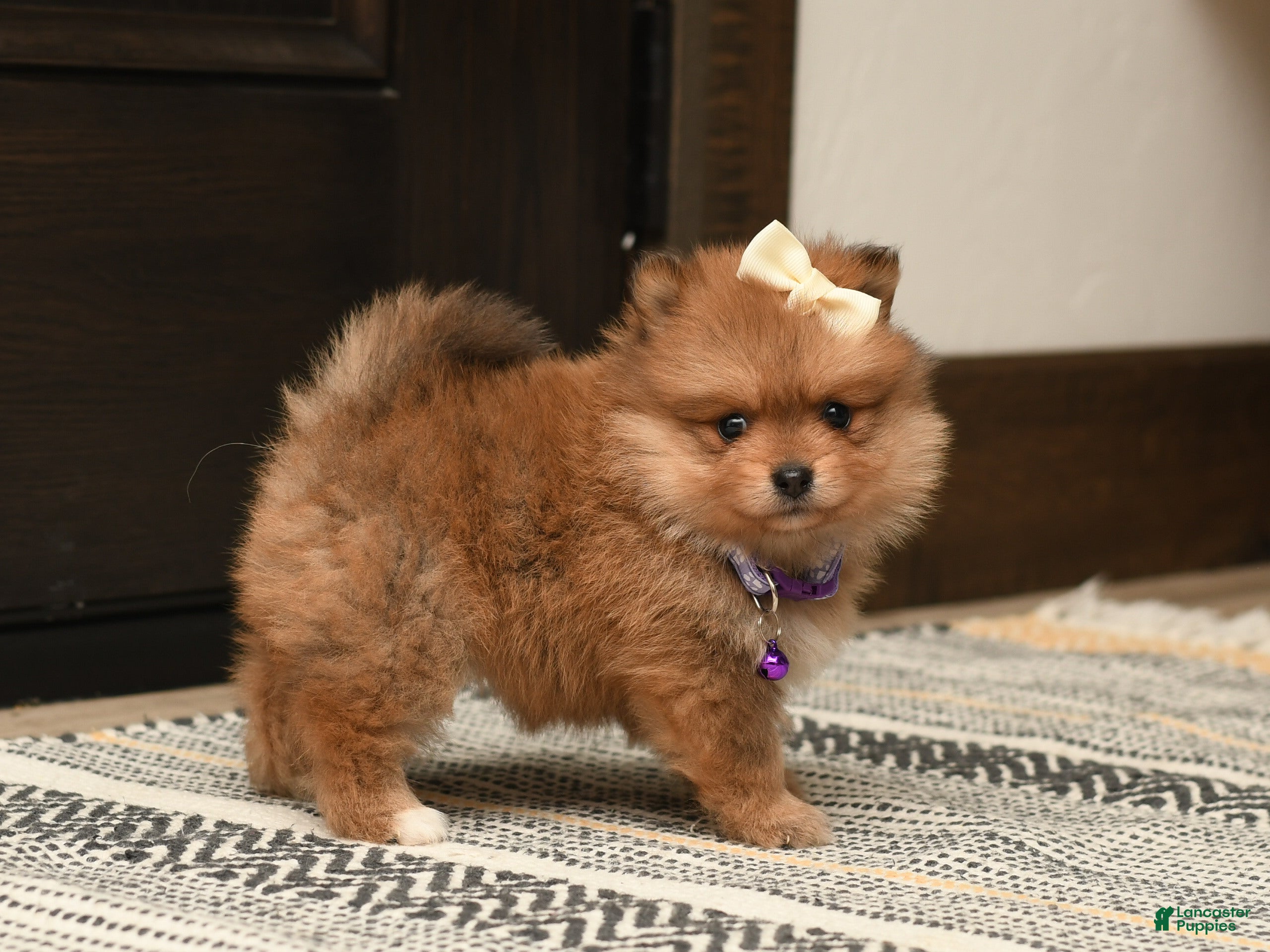 Pomeranian dogs Tinker Bell - Ad 2