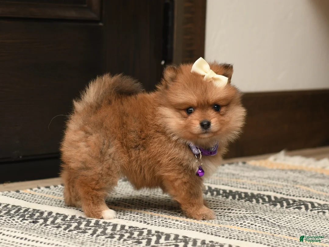 Pomeranian dogs for sale: Tinker Bell - Ad 2