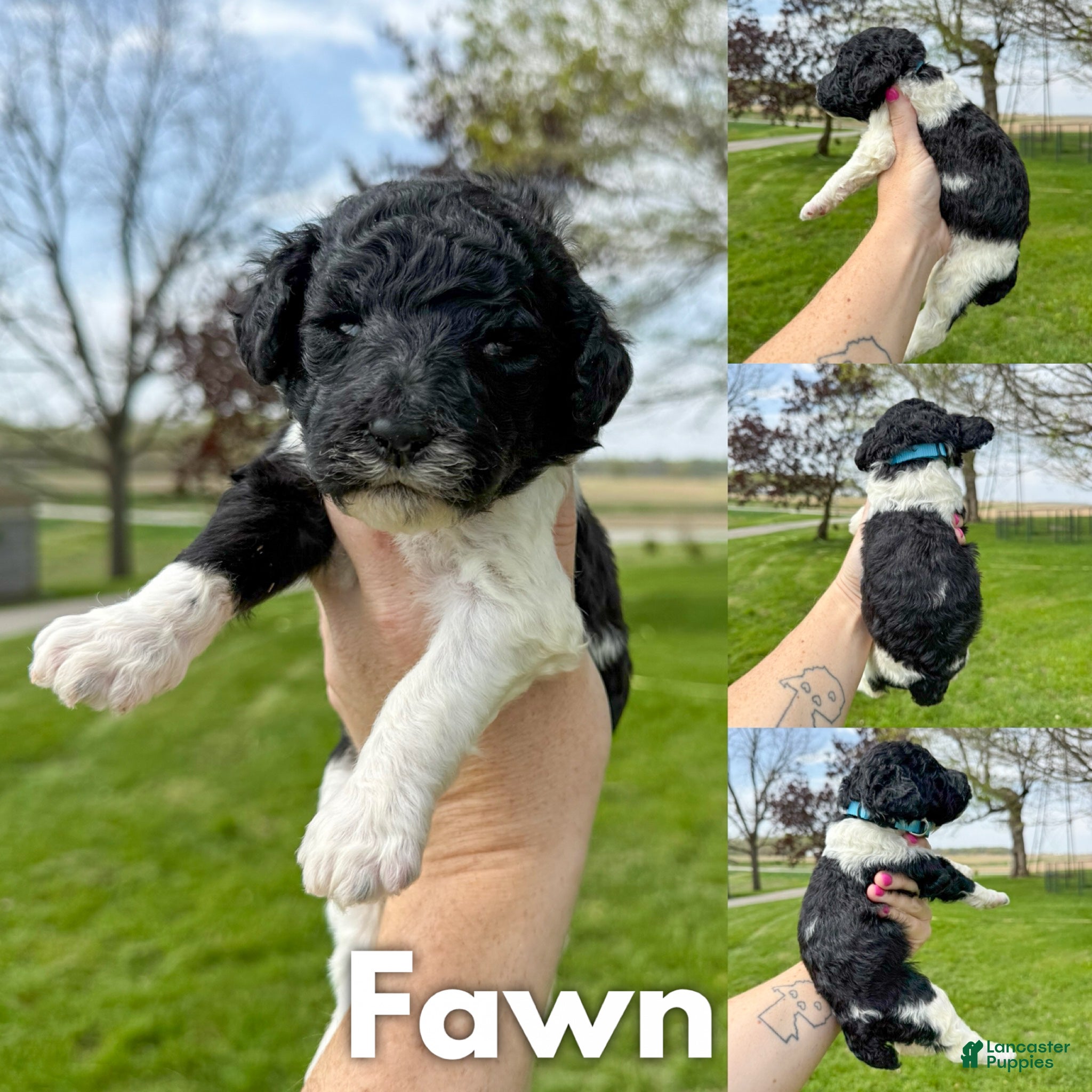 Standard Poodle dogs Fawn - AKC - Ad 37
