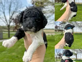 Standard Poodle dogs Fawn - AKC - Ad 39
