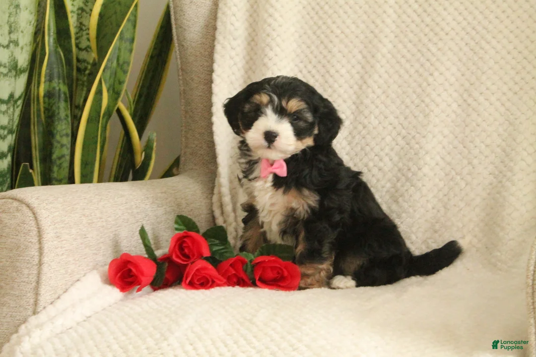 Mini Bernedoodle dogs for sale: Love-bug - Ad 2
