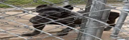 Cane Corso dogs for sale: Cane Corso 2 - Ad 2