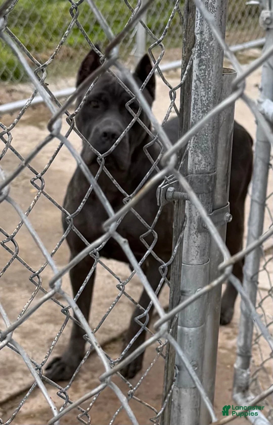 Cane Corso dogs for sale: Cane Corso 2 - Ad 2