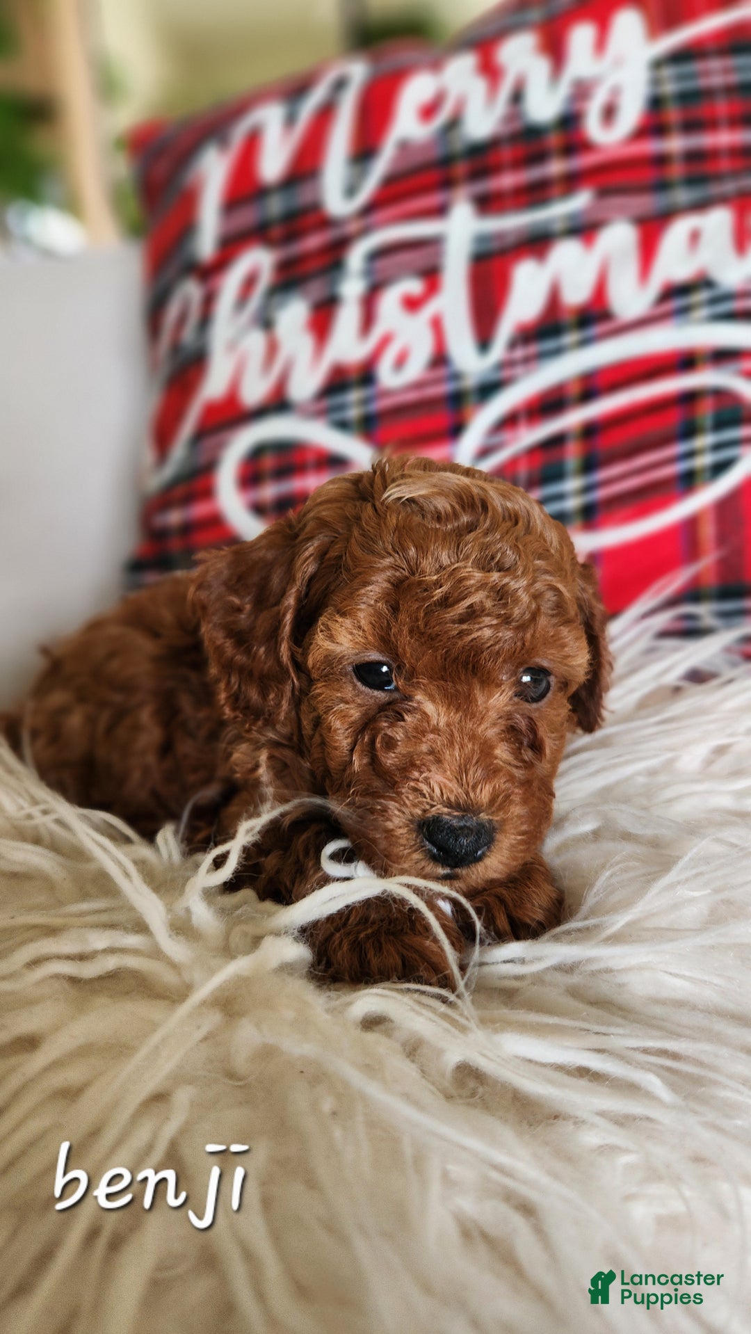 Cavapoo dogs for sale: Benji - Ad 2