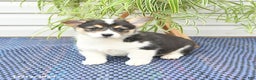 Welsh Corgi Pembroke dogs for sale: Sport - Ad 8