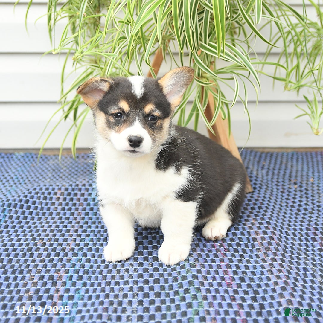Welsh Corgi Pembroke dogs for sale: Sport - Ad 8