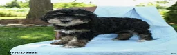 Mini Bernedoodle dogs for sale: Cleo - Ad 10