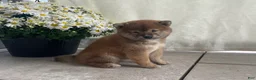 Shiba Inu dogs for sale: Callie - Ad 4