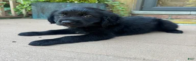 Dan