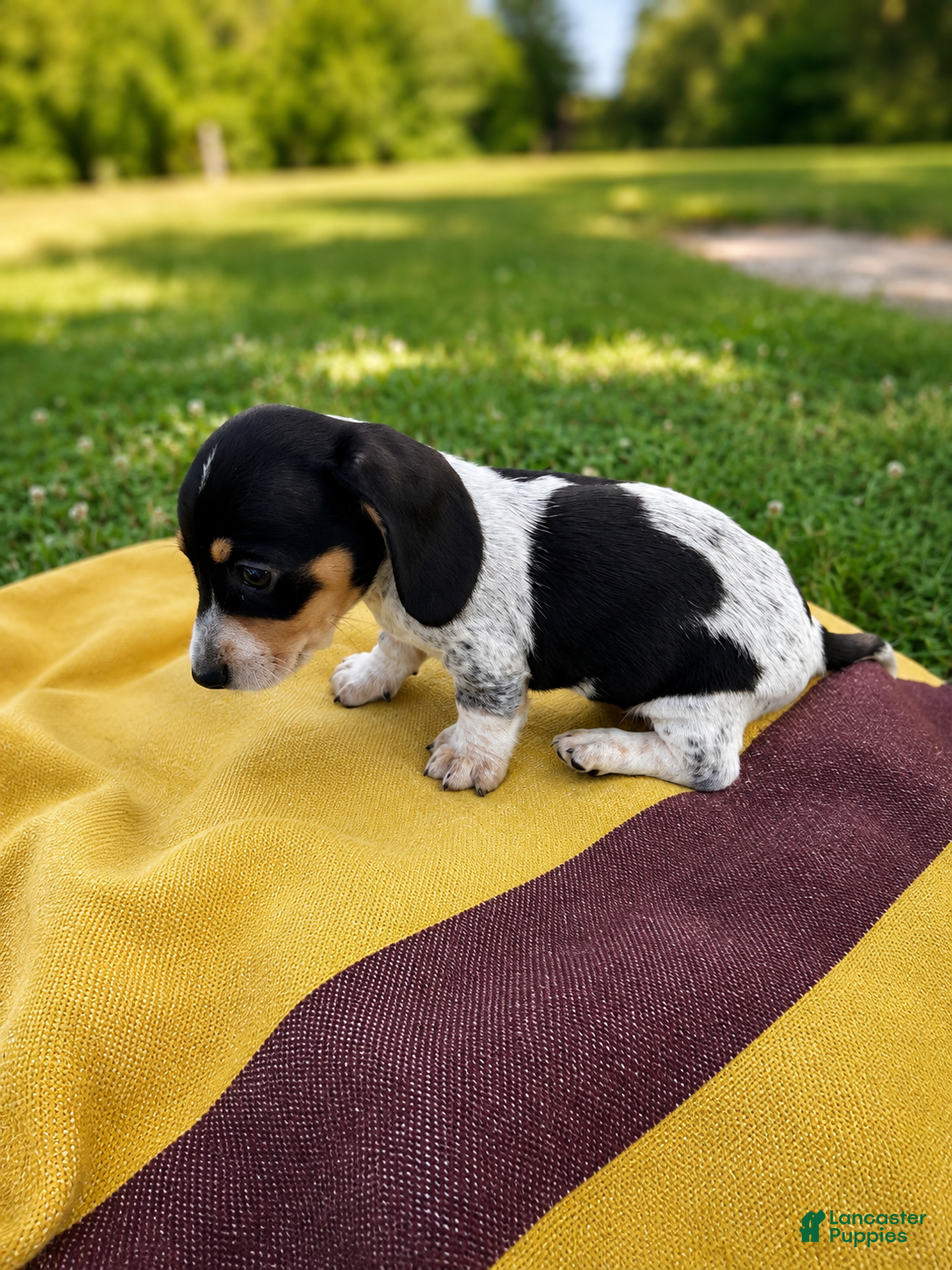 Dachshund dogs Cooper - Ad 2