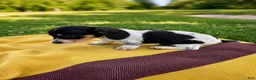 Dachshund dogs for sale: Cooper - Ad 2