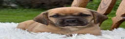 Puggle dogs for sale: Piper - Ad 6