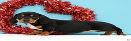 Miniature Dachshund dogs for sale: Kylie - Ad 1