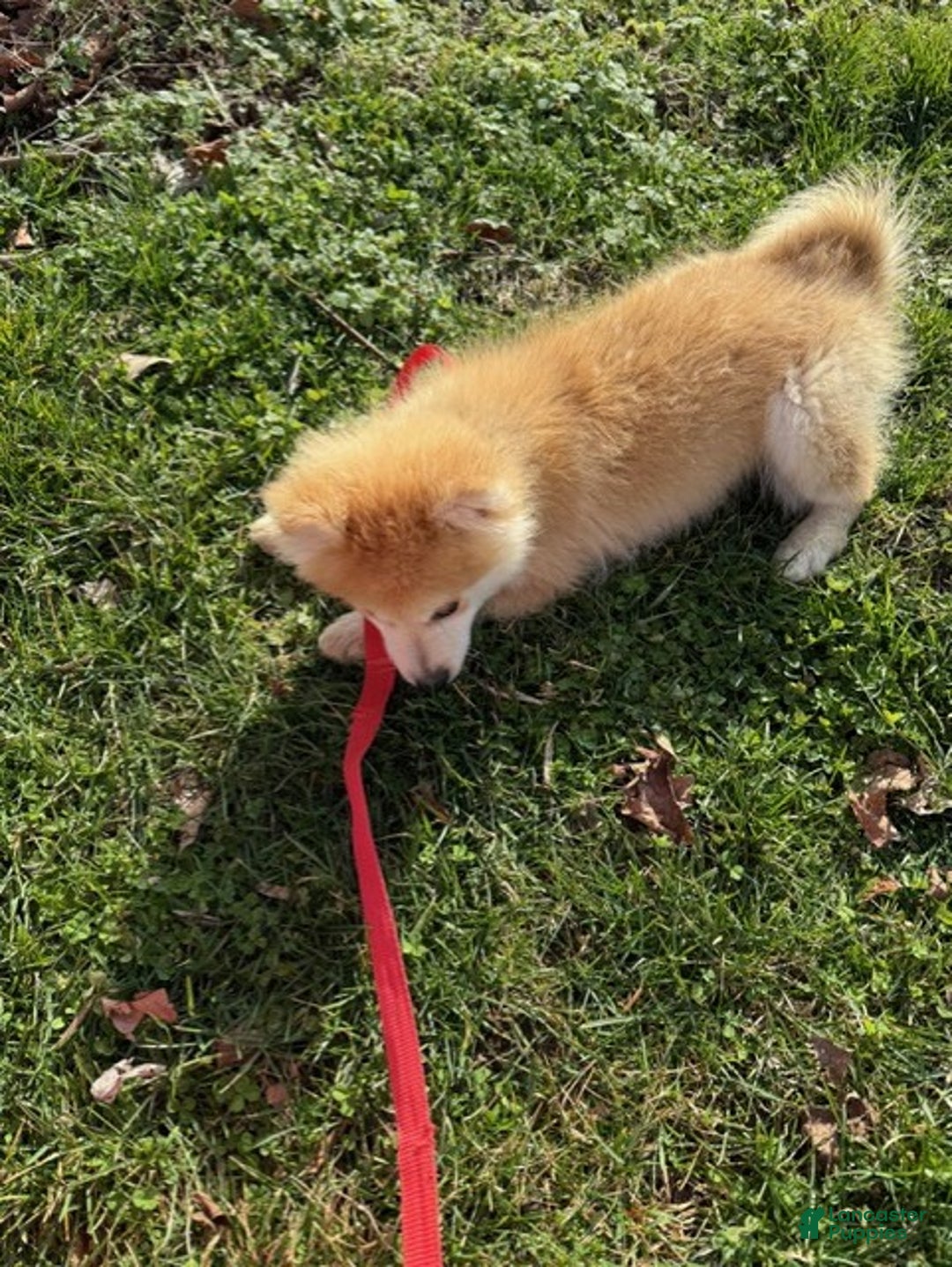 Pomsky dogs for sale: Chief - Ad 6